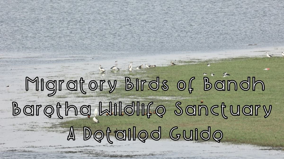 MIGRATORY BIRDS IN BANDH BARETHA WILDLIFE SANCTUARY