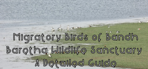 MIGRATORY BIRDS IN BANDH BARETHA WILDLIFE SANCTUARY